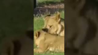 Lioness love for her cubs