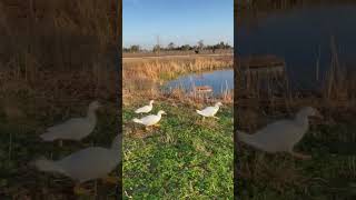 Doug is flying now #animal #wildduck #ducks #birds #wildducks #babyducks #animals #duck