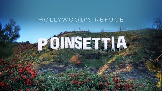 Poinsettia: Hollywood's Refuge (Documentary Teaser)