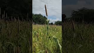 கம்மங்காடு கம்மங்காடு #vivasayam #nature #agriculture