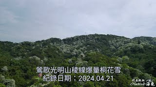 鶯歌光明山稜線爆量桐花雪,航拍,4k