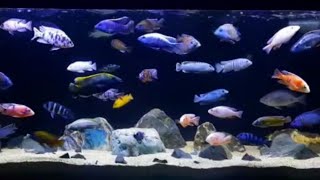 African cichlid underwater tank