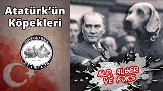 Atatürk ve Köpekleri - Alp, Alber ve Foks - Hangi Irk? - Ukrayna Rusya Savaşı