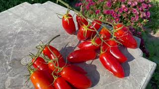 Flaschentomaten. Фляшентомат. Tomato Roma, Roma-Tomaten, Eiertomaten