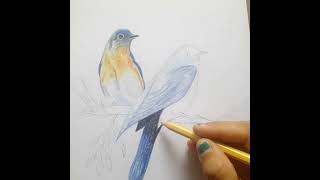 beautiful  birds pencil  colour  drawing//easy  colour birds drawing