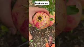 Buah delima