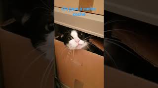 #chats #cat #chatmignon #shortvideo #shorts #short #shortsyoutube #chat #catlover #catvideos