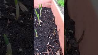 Mi [todavia no] huerto! (se admiten consejos sobre el cultivo de ajos) #huertocasero