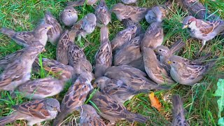 Grass, Roots and Another House Sparrow Treasure Hunt... Interrupted [4K]