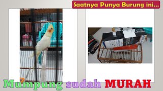 WAYAHE UNBOXING MURAH MEWAH HARGA SUDAH TURUN JAUH INI | BURUNG FALK COCKATIEL PARKIT AUSTALIA