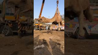 Camels loading amazing video#camel #animals #youtubeshorts #ytshorts #youtube #viralvideo