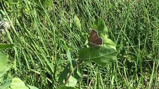 ティテュルスベニシジミLycaena tityrus (Sooty Copper) 2024/06/27 Bridge beyond Cayolle France