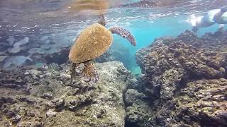 Flying in the ocean