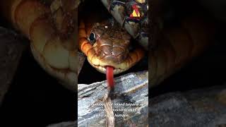 The most venomous snakes in the world!