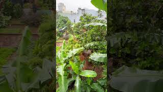 Ngắm vườn chuối ở Gia Lai ngày mưa gió, do ảnh hưởng bão @hoa4u #rainsounds #rain #gialai #relax