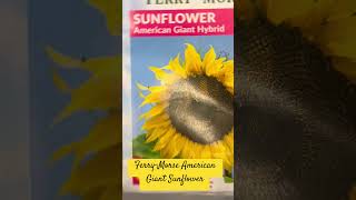 24-182 — Ferry-Morse American Giant Sunflower