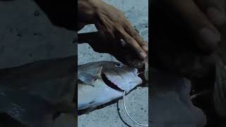 Hasil akhir penylamatan ikan tenggelam,,#vidioshort #fishing #viralvideo