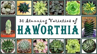 30 Stunning Varieties of Haworthia | Ornamental Houseplants with Beautiful Rosette | Zebra plant