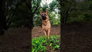 German shepherd dog in field #viral #trending #music