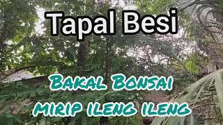 TAPAL BESI BONSAI DAUN KECIL MIRIP ILENG ILENG | BELAJAR BONSAI