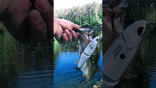 Pond GLIZZY!😲🤣 #bassfishing #youtube #shorts #largemouthbass #glidebait #shortsvideo #fishing