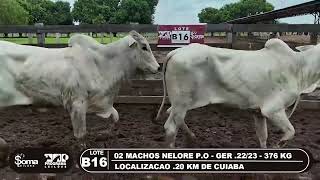 LOTE B16