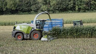 Maize 2023 - Claas 970 Jaguar Forage Harvester Chopping Maize for Biogas