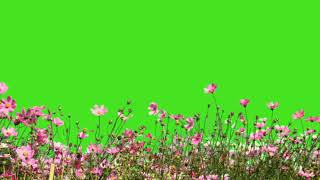 🥀Beautiful Flower field Green screen video 🥀| professional Flower Green Screen video | #greenscreen