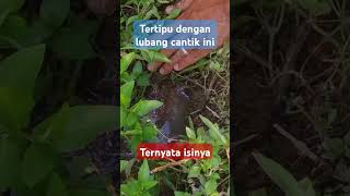 tertipu dengan lubang cantik #mancing #belut #macingbelut #ngurekbelut