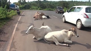 Cattle on the roads of Goa