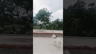 dog video