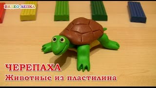 ЧЕРЕПАХА - Лепим из пластилина | Видео Лепка