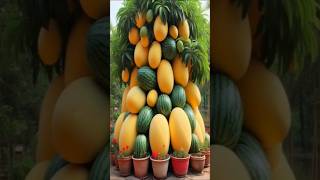 First results for mango Grafting with watermelon #gardening #shortvideo