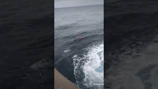 when a playful seal wants to play with your live bait. #fishing #ocean #sea #seal