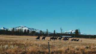 #SistersOregon open field horses decor with the snowy mountains in  the background