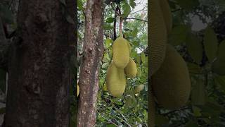 Jack Fruit 🍈 tree  #singpore