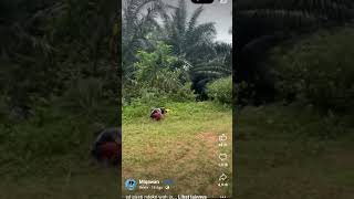 Yang lagi viral di Tiktok