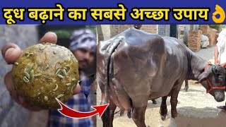 गाय/भैंस का दूध बढ़ाने का घरेलू नुस्खा|Doodh bdhane ka tarika|Formula for increse cow/buffalo milk