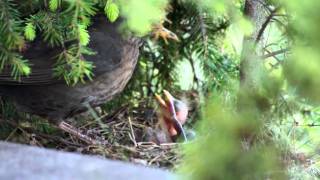 Blackbird feeding young ones