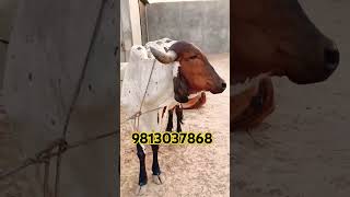 top gir breeding farm in haryana Naloi