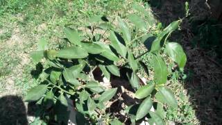 Meyer Lemon Fruit Tree Backyard Orchard