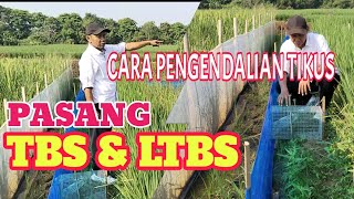 Cara Pengendalian Tikus Sawah | Gunakan TBS & LTBS #tikus