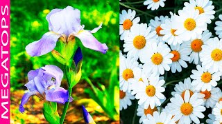 Las Mejores Flores de Cumpleaños para cada Mes