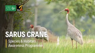 Sarus Crane - Species & Habitats Awareness Programme