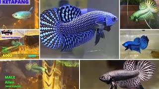 Compilation my BETTA sales alien version