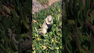 Squirrel 🐿️ and its favorite nuts 🌰 #animals #fun #shorts #viral #trending #travel #wildlife