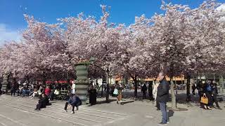 Cherry blossom blooming, Kungsträdgården, Stockholm, Sweden, April 2022, 4K