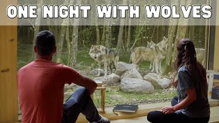 WOLVES as Roommates in a Luxury Wilderness Lodge?