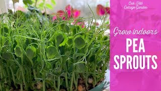 Growing pea shoots indoors