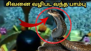 சிவனை வழிபட வந்த பாம்பு